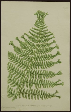 画像1: Thomas Moore／トーマス・ムーア【Athyrium Filix Femina】The nature-printed British ferns