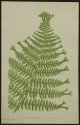 Thomas Moore／トーマス・ムーア【Athyrium Filix Femina】The nature-printed British ferns