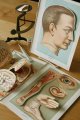 Anatomical drawings／人体解剖図