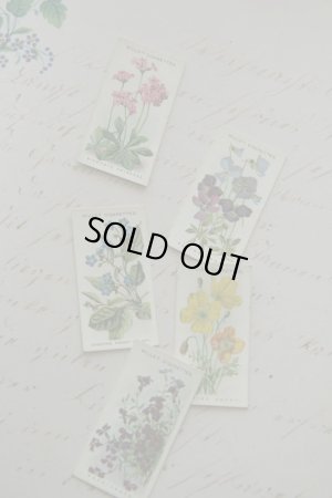 画像1: 再入荷　cigarettes card／シガレットカード【Alpen Flowers】