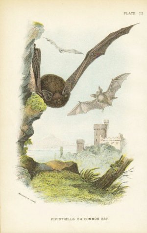 画像1: natural history illustration／博物画【PIPISTRELLE or COMMON BAT】