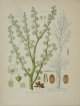 natural history illustration／博物画【Kohler's Medizinal-Pflanzen】