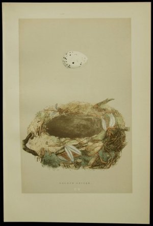 画像1: 【A NATURAL HISUTORY of the NEST AND EGGS of BRITISH BIRDS】