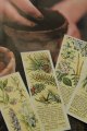 tea card／ティーカード【Wild Flowers in Their Families 2nd Series】