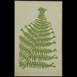 画像: Thomas Moore／トーマス・ムーア【Athyrium Filix Femina】The nature-printed British ferns