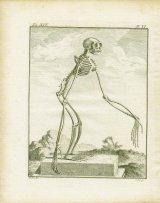 画像: natural history illustration／博物画 (骨格図)