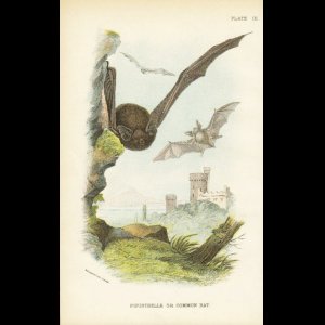 画像: natural history illustration／博物画【PIPISTRELLE or COMMON BAT】