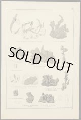 画像: mineral illustration／鉱物画 XVI.