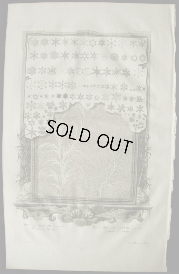 画像1: Johann Jakob Scheuchzer／ヨハン・ヤーコブ・ショイヒツァー【Thesauri Nivis】