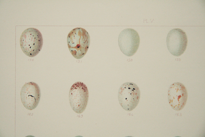 画像: Antique Print／アンティーク・プリント【British Bird Eggs】