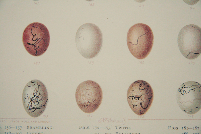 画像: Antique Print／アンティーク・プリント【British Bird Eggs】