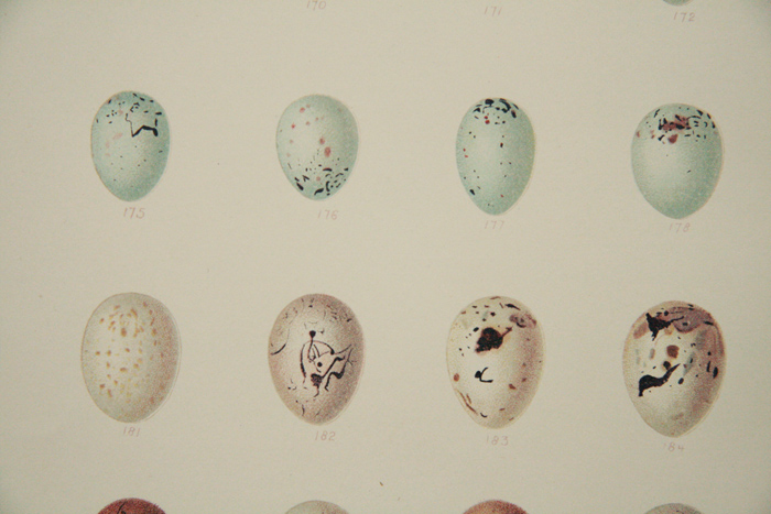 画像: Antique Print／アンティーク・プリント【British Bird Eggs】