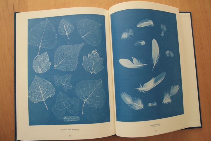 画像: Anna Atkins／アンナ・アトキンス【Sun Gardens】