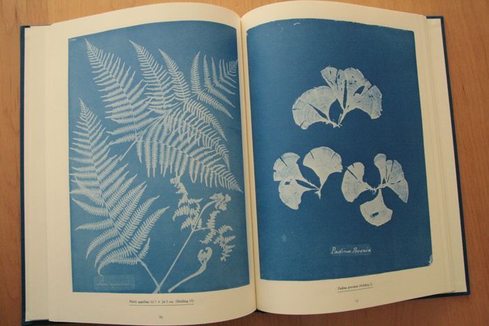 画像: Anna Atkins／アンナ・アトキンス【Sun Gardens】