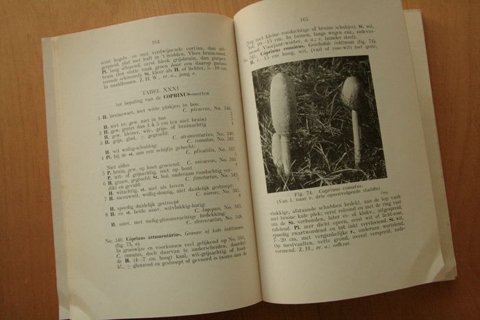 画像: Dr H. A.A. Van Der Lek【PADDESTOELEBOEK DEEL II】