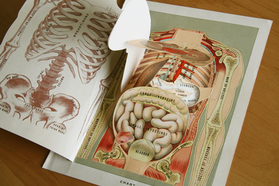 画像: Anatomical drawings／人体解剖図