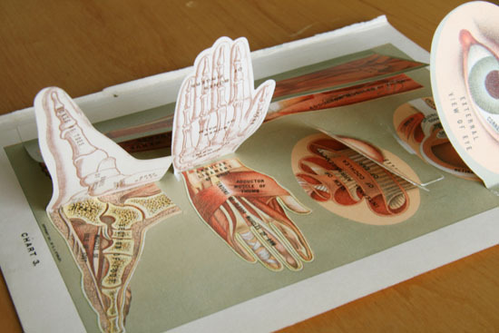 画像: Anatomical drawings／人体解剖図