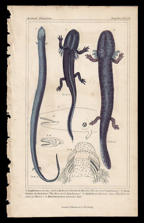 画像1: natural history illustration／博物画【Animal Kingdom】