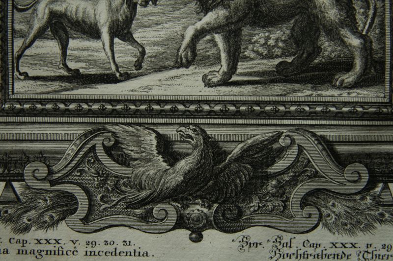 画像: Johann Jakob Scheuchzer／ヨハン・ヤーコブ・ショイヒツァー【Animalia magnifice incedentia】