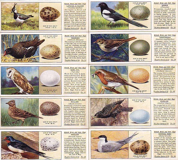 画像: tea card／ティーカード【British Birds and Their Eggs】