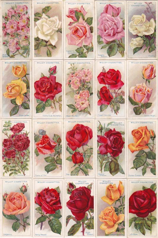 画像: cigarettes card／シガレットカード【ROSES】1926