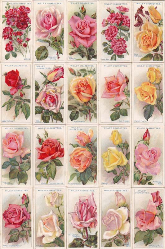 画像: cigarettes card／シガレットカード【ROSES】1926