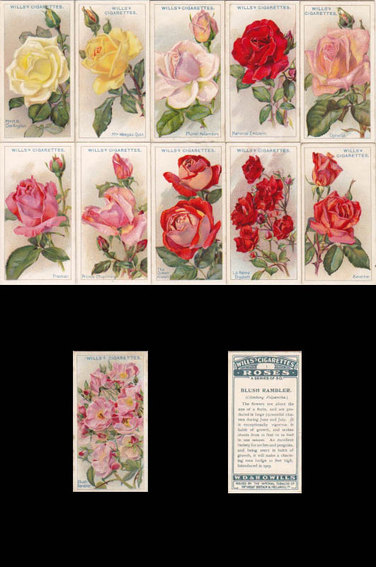 画像: cigarettes card／シガレットカード【ROSES】1926