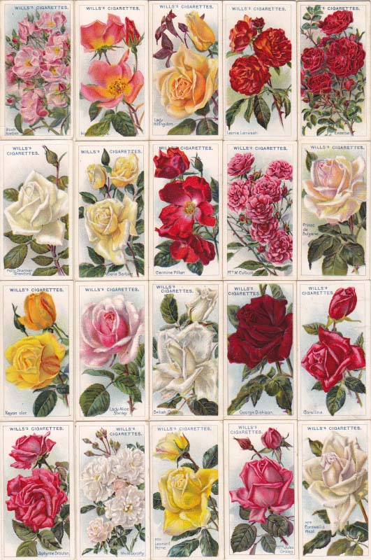 画像: cigarettes card／シガレットカード【ROSES Second Series of 50】 1913