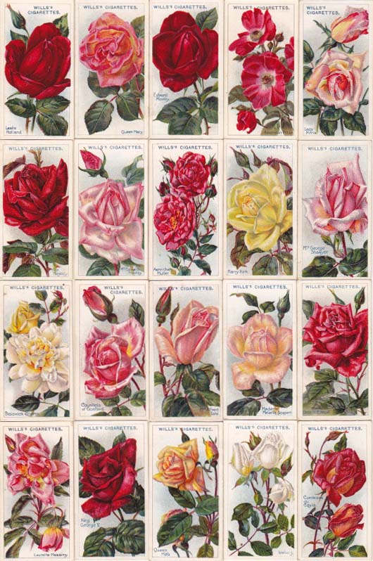 画像: cigarettes card／シガレットカード【ROSES Second Series of 50】 1913