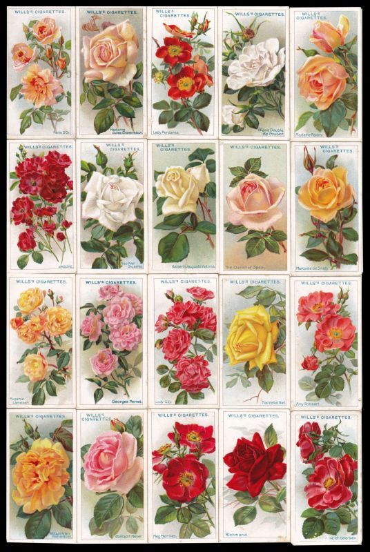 画像: 再入荷　cigarettes card／シガレットカード【ROSES】1912