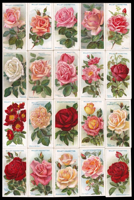 画像: 再入荷　cigarettes card／シガレットカード【ROSES】1912