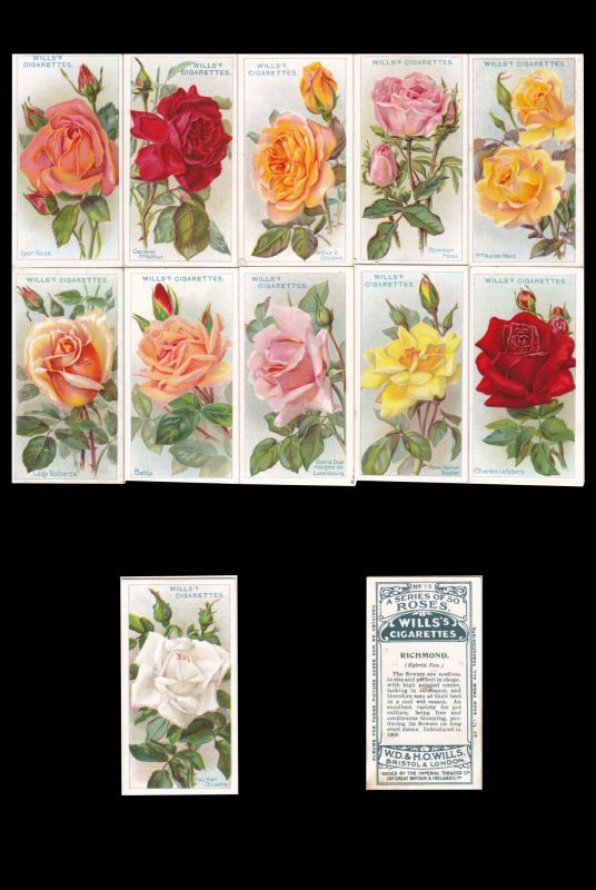 画像: 再入荷　cigarettes card／シガレットカード【ROSES】1912