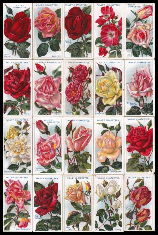 画像: 再入荷　cigarettes card／シガレットカード【ROSES Second Series of 50】 1914