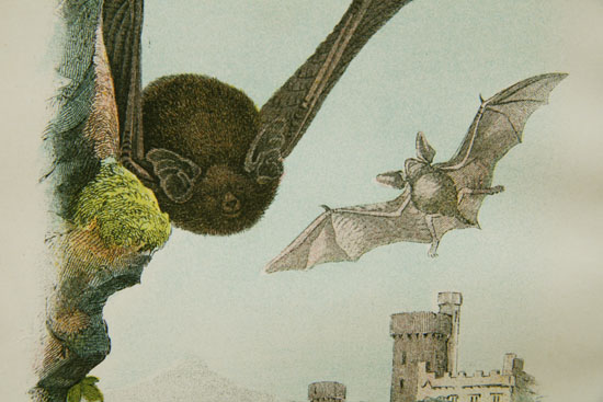 画像: natural history illustration／博物画【PIPISTRELLE or COMMON BAT】