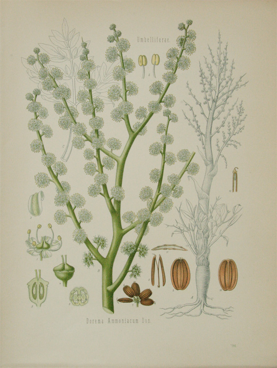 画像1: natural history illustration／博物画【Kohler's Medizinal-Pflanzen】
