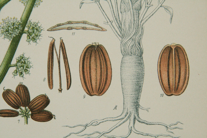 画像: natural history illustration／博物画【Kohler's Medizinal-Pflanzen】