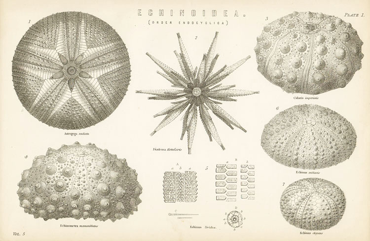 画像: natural history illustration／博物画【ECHINOIDEA】