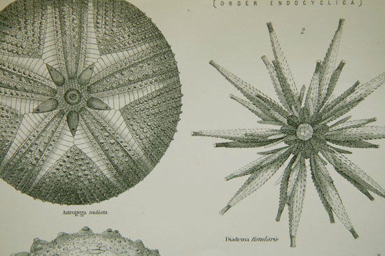 画像: natural history illustration／博物画【ECHINOIDEA】