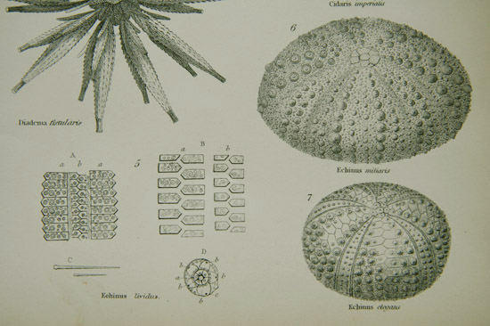 画像: natural history illustration／博物画【ECHINOIDEA】