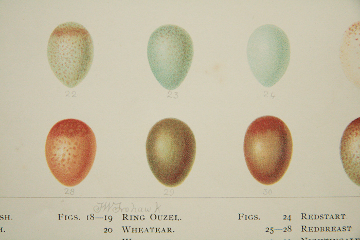 画像: Antique Print／アンティーク・プリント【British Bird Eggs】