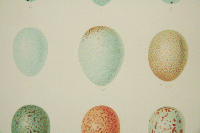 画像: Antique Print／アンティーク・プリント【British Bird Eggs】