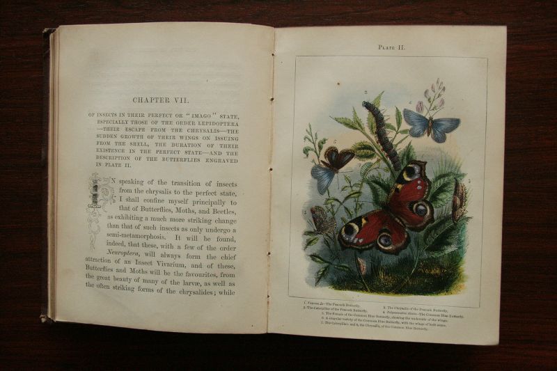 画像: H. Noel Humphreys【THE BUTTERFLY VIVARIUM ; or INSECT HOME】