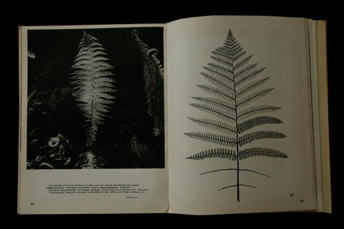 画像: Fritz Kuhn／フリッツ・クーン 【Aus Meiner Grasermappe】