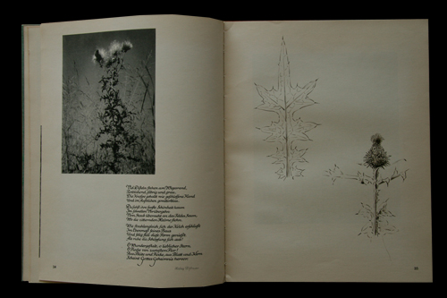 画像: Fritz Kuhn／フリッツ・クーン 【Aus Meiner Grasermappe】