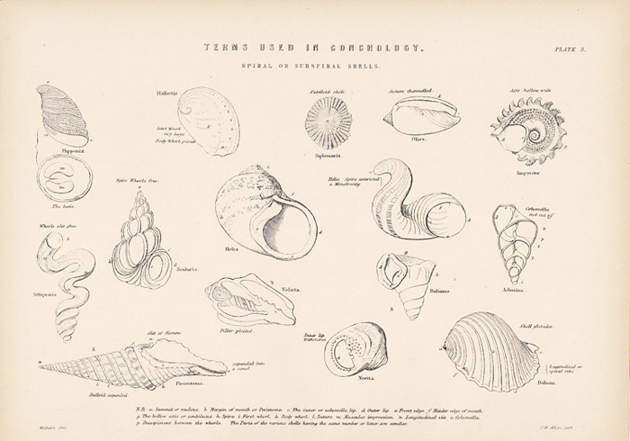 画像: natural history illustration／博物画（巻貝）／Magic Lntern Slides／マジックランタン・スライド