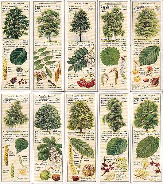 画像: tea card／ティーカード【Trees of the Countryside】